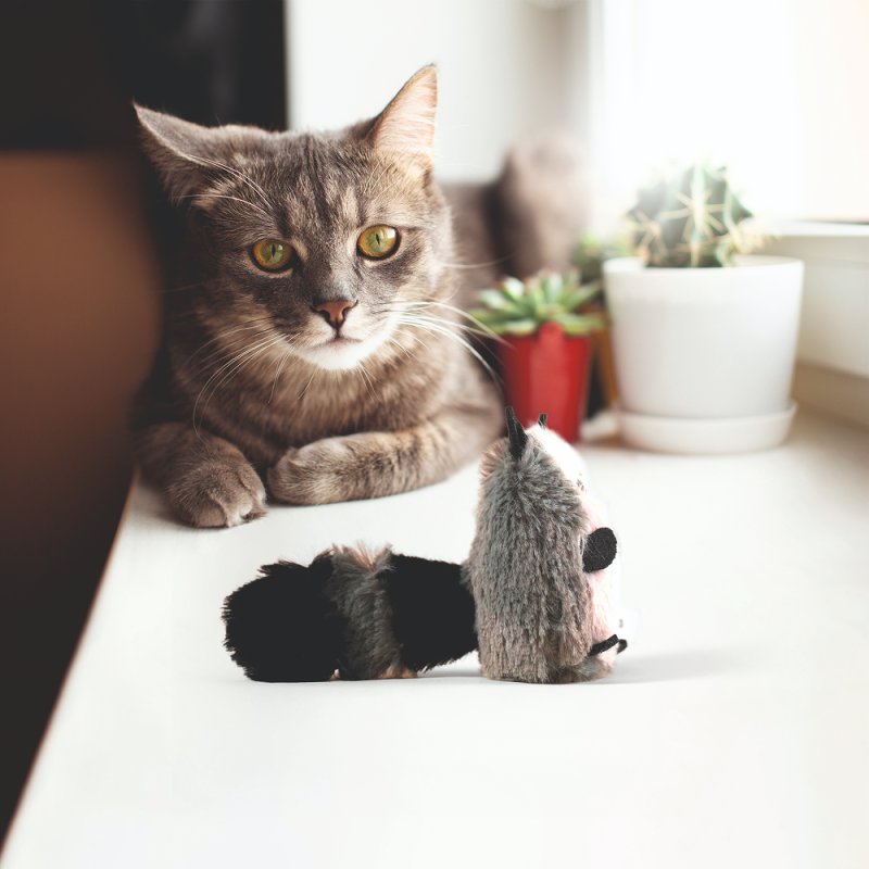 Barkbutler x Fofos Floppy Crinkle Raccoon Catnip Toy for Cats